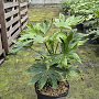 Fatsia japonica 'Spider's Web' 40-60 cm 10L