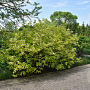 Cornus alba 'Aurea' 175-200 cm draadkluit meerstammig