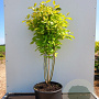 Cornus alba 'Aurea' 200-250 cm container meerstammig