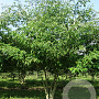 Cornus alternifolia 300-350 cm draadkluit meerstammig 3-4 tak