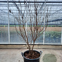 Cornus kousa 200-250 cm container meerstammig