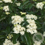 Cornus wilsoniana 150-175 cm draadkluit meerstammig lage bol
