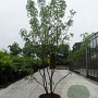 Gleditsia triac. 'Skyline' 200-250 cm cont. 110L MPS