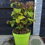 Hydrangea a. Bellarag. Blanchetta 30-40 cm 5,0L