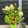 Hydrangea pan. 'Limelight' 60-80 cm 5,0L