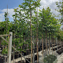Juglans regia 12-14 HO container