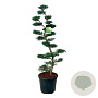 Juniperus virg. 'Grey Owl' 150-175 cm cont. 55L bonsai