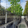 Liquidambar styraciflua 10-12 HO container 180 cm stam leiboom