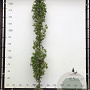 Liquidambar s. 'SlenderSilhouette' 10-12 cm container geveerd