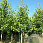 Liquidambar s. 'Worplesdon' 12-14 HO draadkluit 3 X verplant