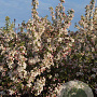 Malus 'Evereste' 125-150 cm draadkluit meerstammig