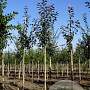 Malus 'Mokum' 10-12 HO draadkluit 3 X verplant
