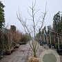 Albizia julibrissin 250-300 cm container meerstammig extra