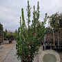 Arbutus unedo 200-250 cm 45L