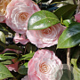 Camellia japonica 100-125 cm 15L