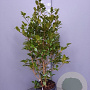 Camellia japonica 125-150 cm 15L