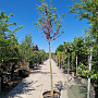 Cercis siliquastrum 180 cm stam container 12-14 leiboom