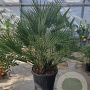 Chamaerops humilis 100-125 cm cont. 65L