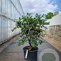 Citrus hystrix 100-110 cm 20L stam