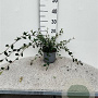 Cotoneaster lacteus 60-80 cm 2,0L