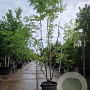 Gleditsia triacanthos inermis 300-350 cm container meerstammig