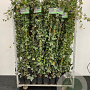 Hedera hibernica 175-200 cm 2,0L