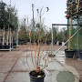 Heptacodium miconioides 125-150 cm container struik