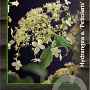 Hydrangea anomala petiolaris 125-150 cm 15L