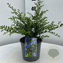 Ilex crenata 'Convexa' 30-40 cm 3,0L