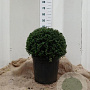 Ilex crenata 'Convexa' 40-45 cm 20L bol