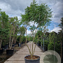 Koelreuteria paniculata 250-300 cm container meerstammig extra