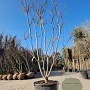 Lagerstroemia indica 350-400 cm container meerstammig