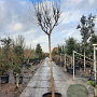 Lagerstroemia indica 200 cm stam container 18-20 leiboom