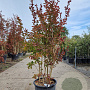 Lagerstroemia Dynabite 120-140 cm 30L