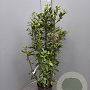 Laurus nobilis 125-150 cm 10L