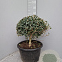 Osmanthus burkwoodii 50 cm container bol