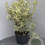 Osmanthus heter. 'Variegatus' 50-60 cm 7,5L