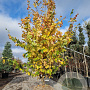 Parrotia persica 'Vanessa' 350-400 cm draadkluit extra verplant
