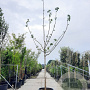 Paulownia tomentosa 200 cm stam container 20-25 leiboom