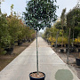 Photinia fraseri 'Red Robin' 180 cm stam container 20-25