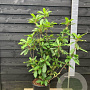 Photinia serratifolia Crunchy 100-125 cm 20L
