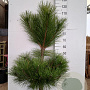 Pinus nigra nigra 100-125 cm met kluit
