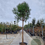 Pinus pinea 180 cm stam container 20-25