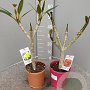 Plumeria rubra 30-40 cm 3,0L