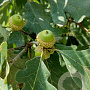 Quercus alba 10-12 HO draadkluit 3 X verplant