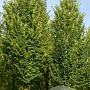 Quercus bicolor 18-20 HO draadkluit 3 X verplant