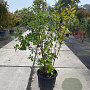 Quercus ilex 100-125 cm 25L