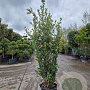 Quercus ilex 175-200 cm 30L