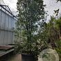 Quercus ilex 450-500 cm cont. 750L