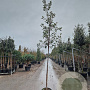 Quercus ilex 160 cm stam container 6-8